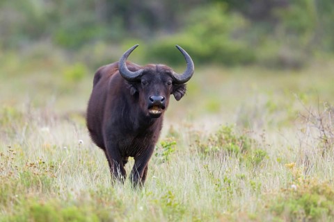 African Buffalo, Cape Buffalo, (Syncerus caffer), Buffalo, Africa, South Africa, KwaZulu-Natal,