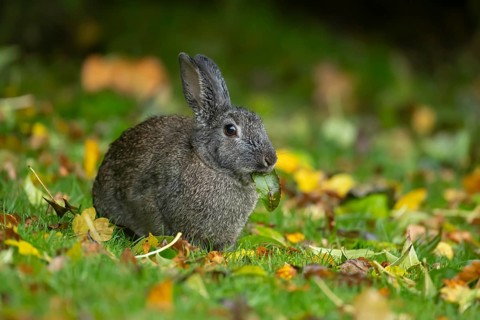 Rabbit (Oryctolagus cuniculus) wild adult animal feeding on a leaf in a garden in autumn, England,