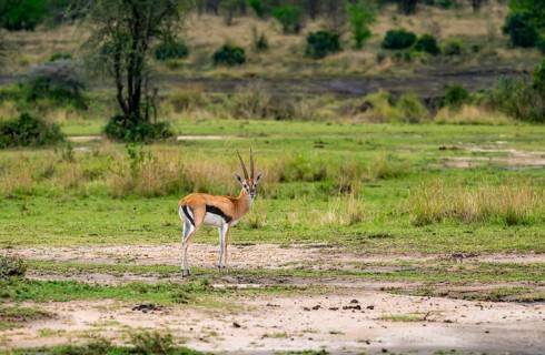 Serengeti Thomson's Gazelle (Eudorcas nasalis), Serengeti National Park, Tanzania