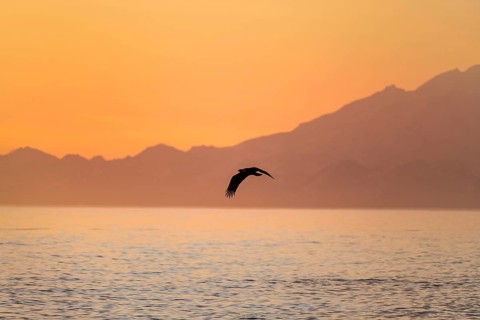 Bald eagle (Haliaeetus leucocephalus) flying in front of mountain silhouettes of the Aleutian