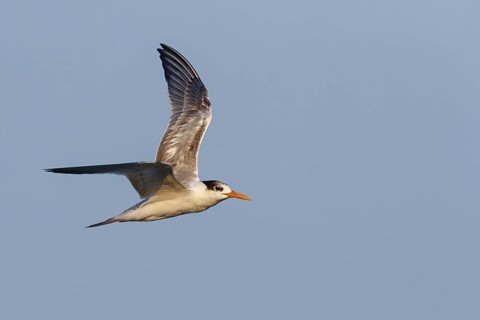 Rüppell's Tern, (Thalasseus bengalensis), (Sterne bengalensis), animals, birds, subfamily of terns,