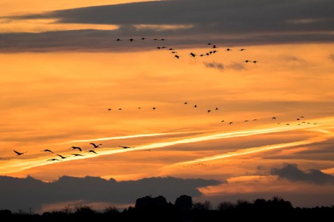 Common Crane (Grus grus) group flying, Castile-La Mancha, Spain