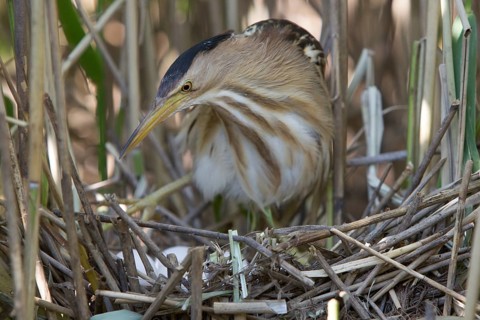 Little Bittern (Ixobrychus minutus) female at nest, Nizhegorodskaya, Russia