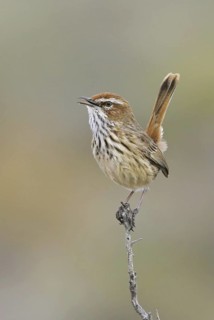 Rufous Fieldwren (Calamanthus campestris) singing, New South Wales, Australia