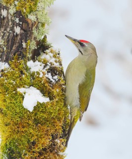 Grey-headed Woodpecker (Picus canus), male sitting on a tree stump overgrown with moss and lichen,