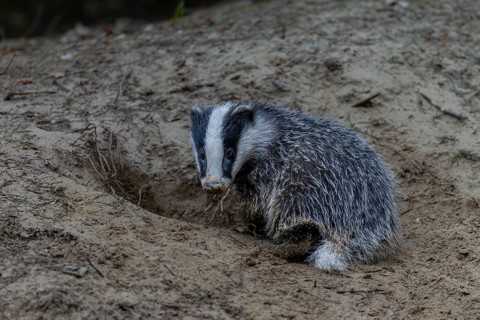 Just 3 months old, the badger (Meles meles) is practising digging in the fine sand, animal