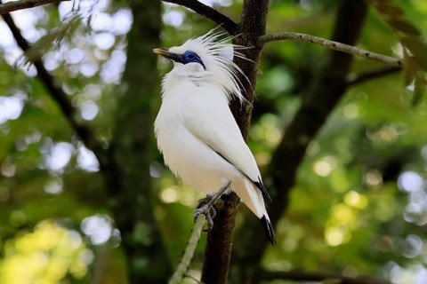 Bali mynah (Leucopsar rothschildi), Bali mynah, adult, on tree, alert, Bali, Singapore