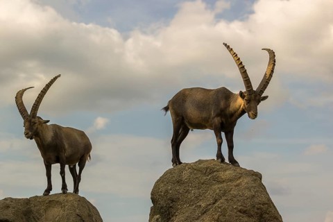 Two male ibex (Capra ibex) stand on a rock. Behind them is a sky with interesting clouds