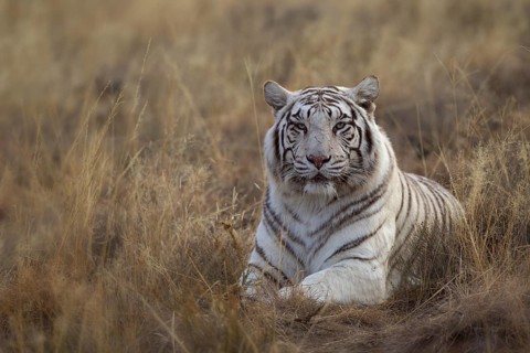 Bengal Tiger (Panthera tigris) white morph adult portrait, captive, Philippolis, South Africa