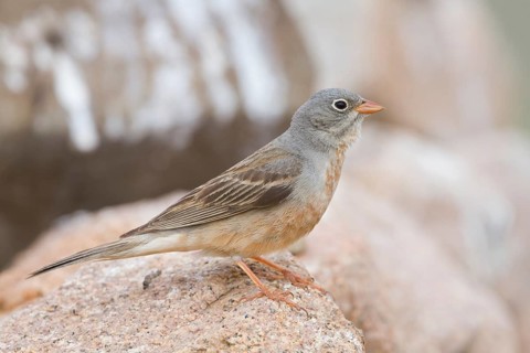 Grey-necked Bunting - Steinortolan - Emberiza buchanani, Kazakhstan, adult male