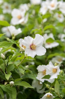 Garden jasmine (Philadelphus 'Belle Etoile'), Trädgarden Föreningen, Sweden