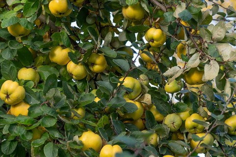 Ripe quinces (Cydonia oblonga) on the tree, Mecklenburg-Western Pomerania, Germany