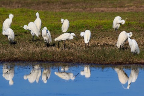 Little Egret (Egretta garzetta), Greece
