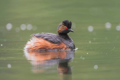 Schwarzhalstaucher (Podiceps nigricollis) Black-necked Grebe