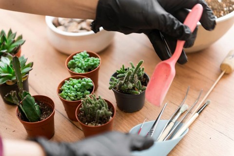 A person wearing gloves uses a small pink shovel to tend to various succulents in small pots on a