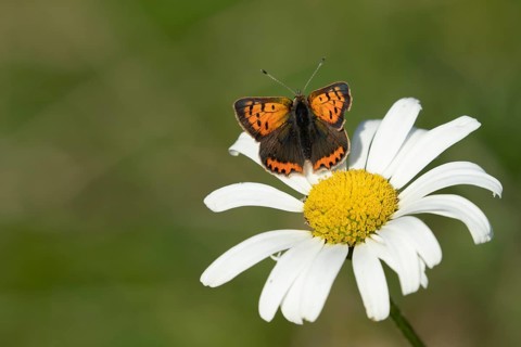 Small copper butterfly (Lycaena phlaeas) adult insect resting on an Oxeye daisy flower in summer,
