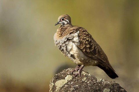 Squatter Pigeon (Geophaps scripta peninsulae), Queensland, Australia