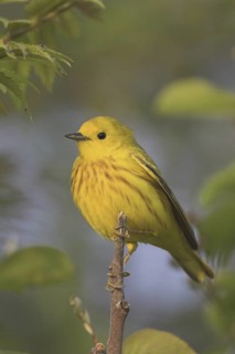 Mangrove Warbler (Setophaga petechia) male, Ontario, Canada