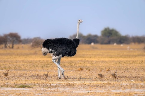 Common ostrich (Struthio camelus), adult male with young, chicks, animal family, African savannah,
