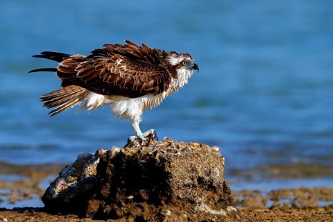 An osprey looking for food, (Pandiaon haliaetus), family of birds of prey, biotope, habitat,