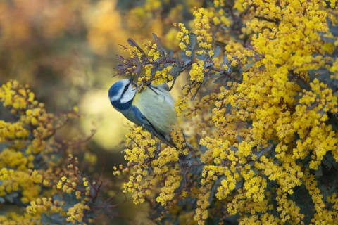 Blue tit (Cyanistes Caeruleus) adult garden bird in a yellow flowering tree in spring, Suffolk,