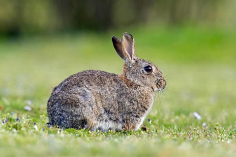 European rabbit, common rabbit (Oryctolagus cuniculus) sitting in pasture in spring
