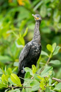 Neotropic Cormorant Phalacrocorax brasilianus San Blas, Nayarit, Mexico 7 June Immature