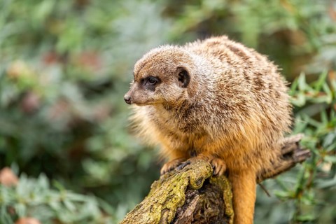 Meerkat (Suricata suricatta) standing sweet and curious in the desert, captive, occurrence Africa