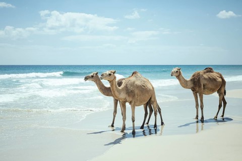 Dromedaries (camelus dromedarius) on the beach of the Indian Ocean, Dalkut, Dhofar, Oman