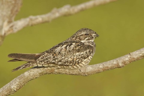 Anthony's Nightjar (Nyctidromus anthonyi), Ecuador