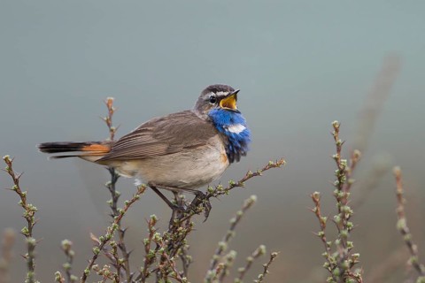 Bluethroat - Blaukehlchen - Cyanecula svecica ssp. saturatior, Kyrgyzstan, adult male