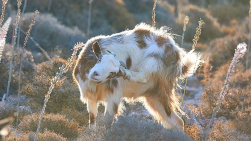 Goat in motion, raises front leg, surrounded by natural vegetation, goat (n), free-range, west of