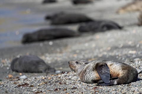 Antarctic Fur Seal (Arctocephalus gazella), young lying on the shingle beach, other animals in the