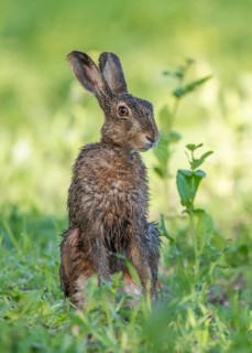 European hare (Lepus europaeus) with wet fur standing in a field, wildlife, Thuringia, Germany