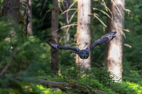 One great grey owl (Strix nebulosa) flying through a forest