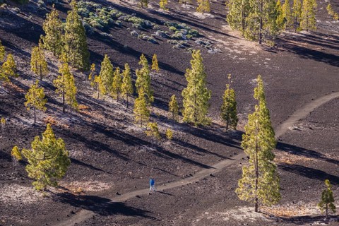 Canary Island pines (Pinus canariensis), Mirador de Chio, Teide National Park, Tenerife, Canary