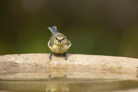 Blue tit (Cyanistes caeruleus) adult garden bird drinking water from a bird bath in summer,