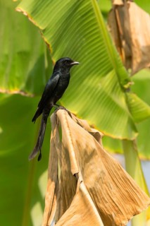Black Drongo (Dicrurus macrocercus), Phetchaburi, Thailand