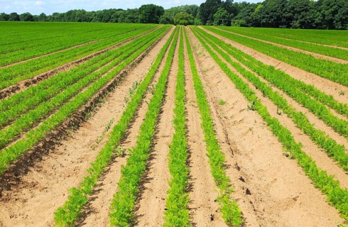 Green lines of carrot crop growing in sandy soil, Shottisham, Suffolk, England, UK