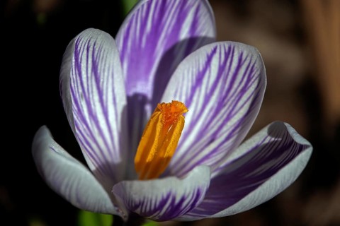 Spring crocus (Crocus vernus), flower, detail, macro photograph, Baden-Württemberg, Germany
