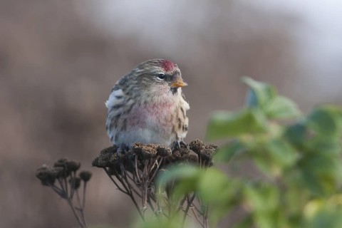 Common Redpoll - Taiga-BIrkenzeisig - Carduelis flammea flammea
