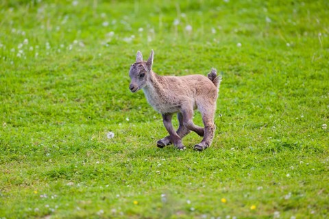 One baby ibex (Capra ibex) runs over a green meadow