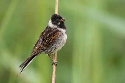 Common Reed Bunting (Emberiza schoeniclus) male perched on a reed stalk, Poland