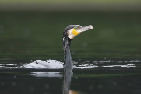 Great Cormorant (Phalacrocorax carbo), Baden-Wuerttemberg, Germany