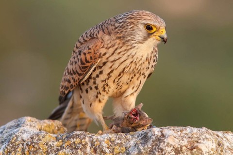 Lesser Kestrel (Falco naumanni), female eating a mouse, Castile-La Mancha, Spain