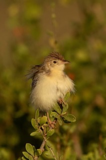 Ashy Cisticola (Cisticola cinereolus), Samburu, Kenya