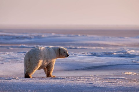 Polar bear (Ursus maritimus), walking in the snow, evening light, Kaktovik, Arctic National