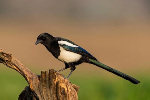 Elster, Black-billed Magpie, Magpie, Pica pica, Pie bavarde, Urraca