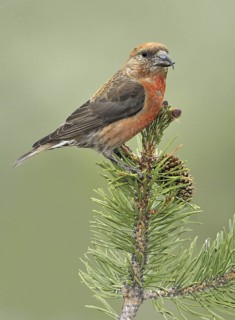Red Crossbill (Loxia curvirostra) male, Oregon, USA
