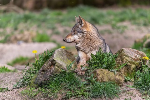 Portrait of one eurasian gray wolf (Canis lupus lupus) resting on a rock with green vegetation and